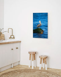 Pelican + Starfish