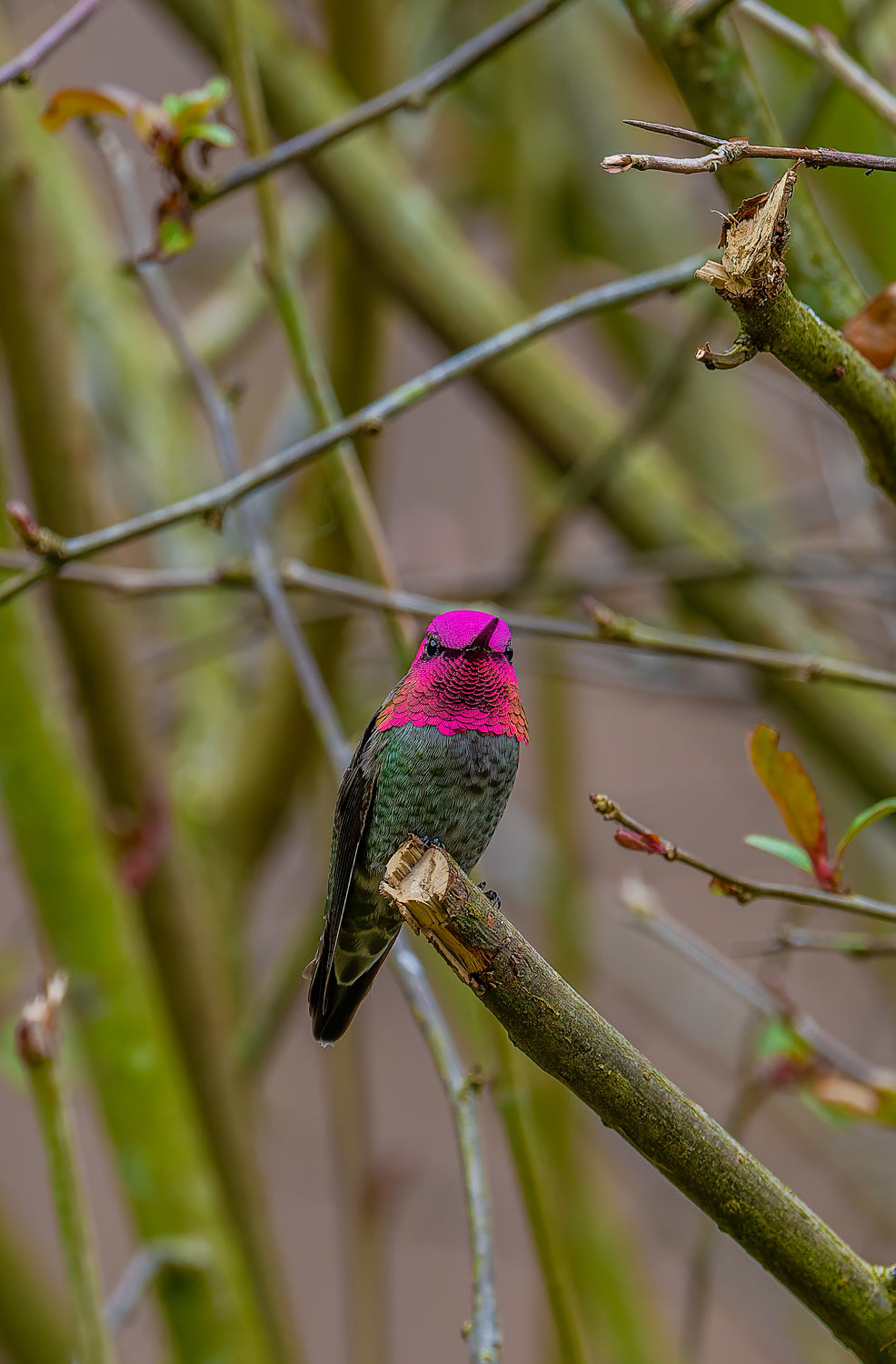 Flight of the Hummingbird 4