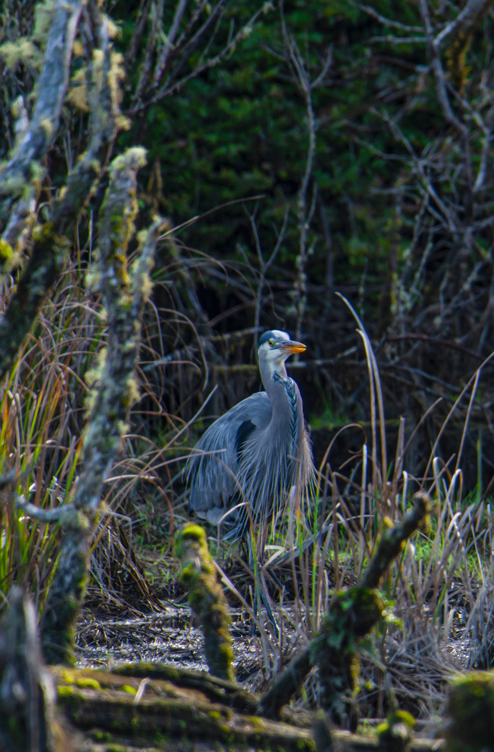 Blue Heron