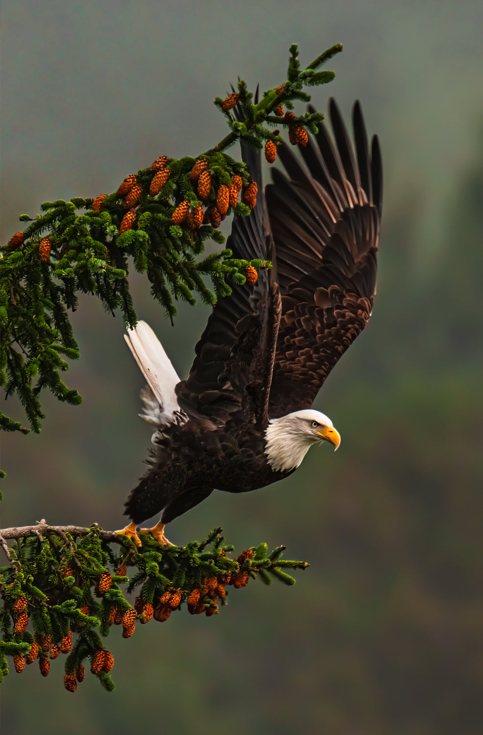 Eagle in Takeoff
