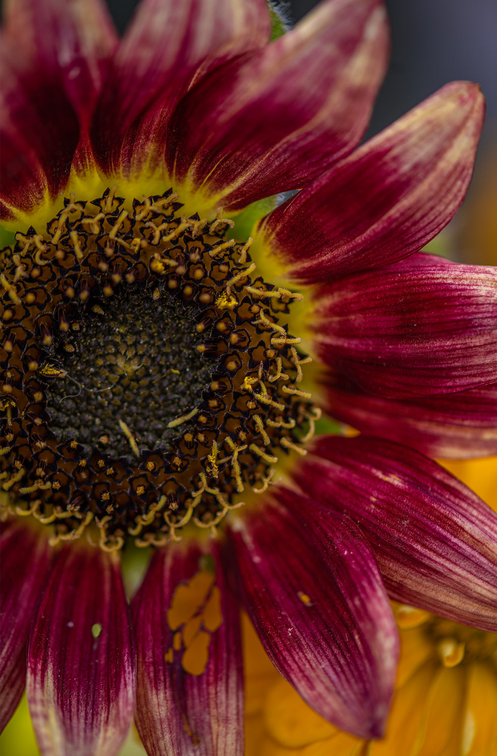 Fall Flower