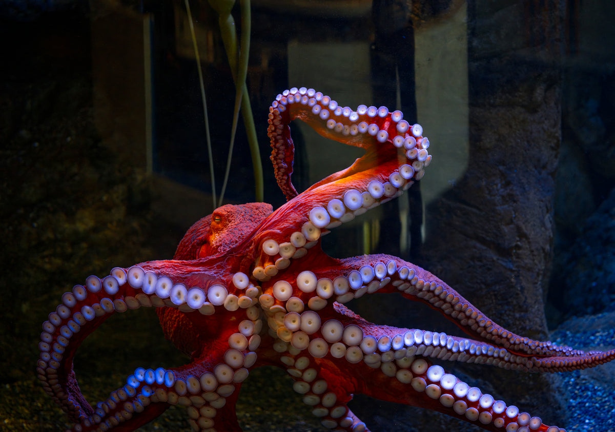 Oracle of the Deep