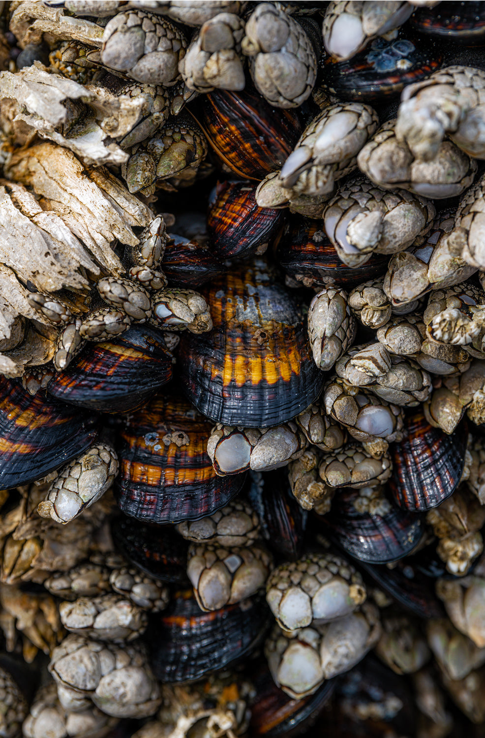 Mussel Beach