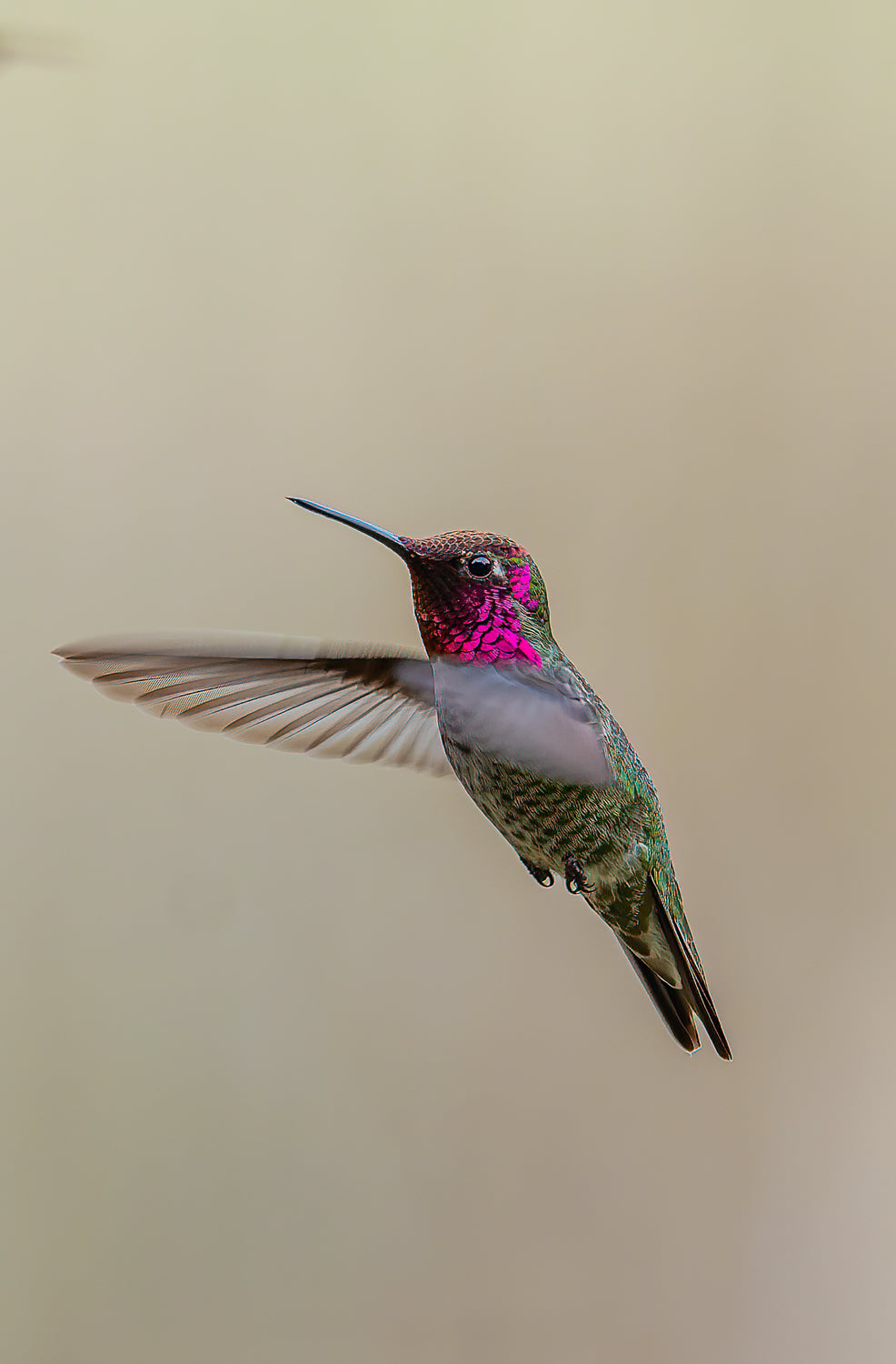 Flight of the Hummingbird 3